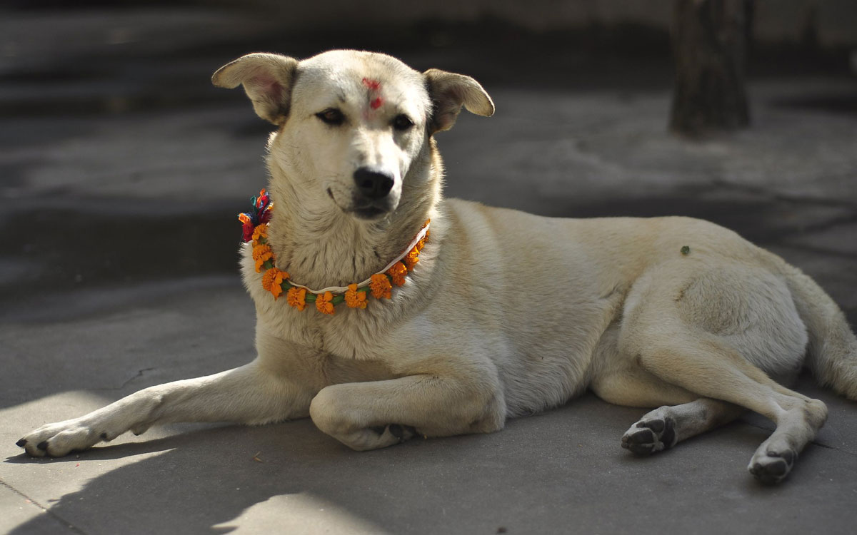 Kukur Tihar