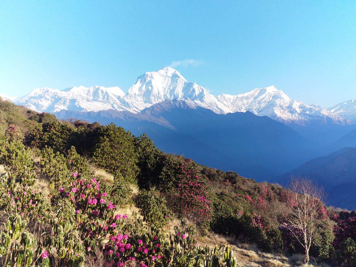 Blooming rhododendrons frame the stunning Mount Dhaulagiri at Poon Hill