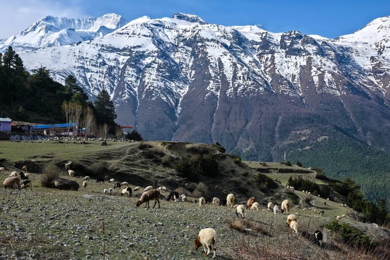 Grazing sheep in Ngawal Village on the Annapurna Circuit.