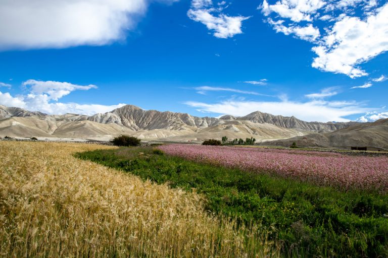 Vibrant oasis of buckwheat and barley in Upper Mustang