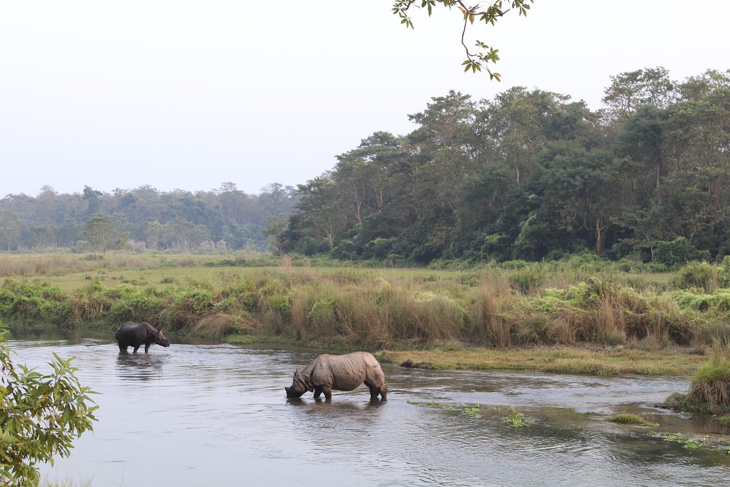 Chitwan Jungle Safari