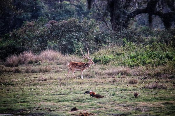 Chitwan Jungle Safari