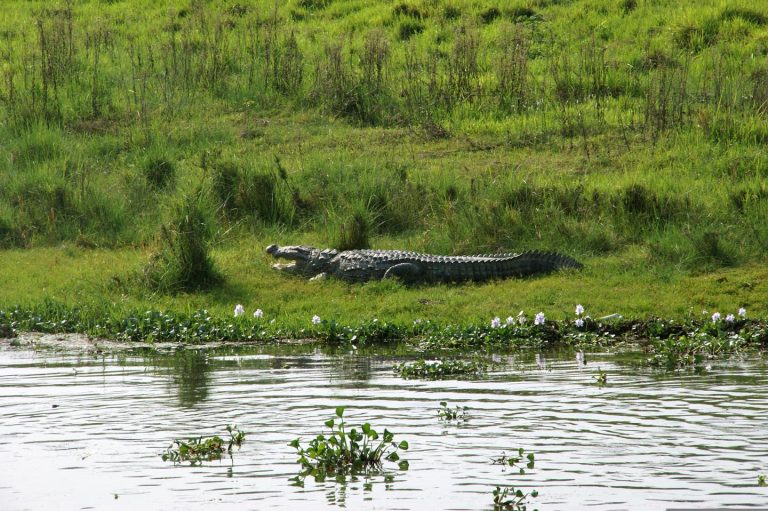 Chitwan Jungle Safari