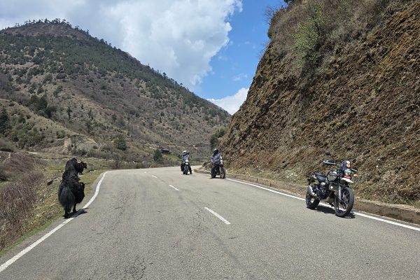 Capturing Yaks during Motorcycle tour in Bhutan