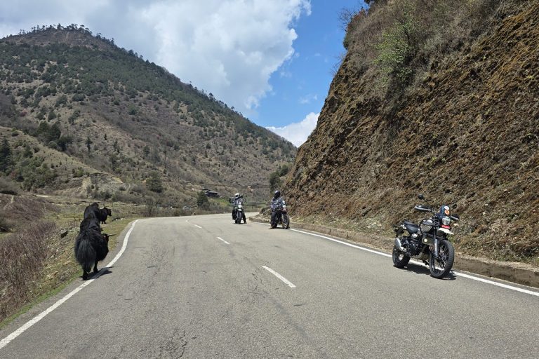 Capturing Yaks during Motorcycle tour in Bhutan
