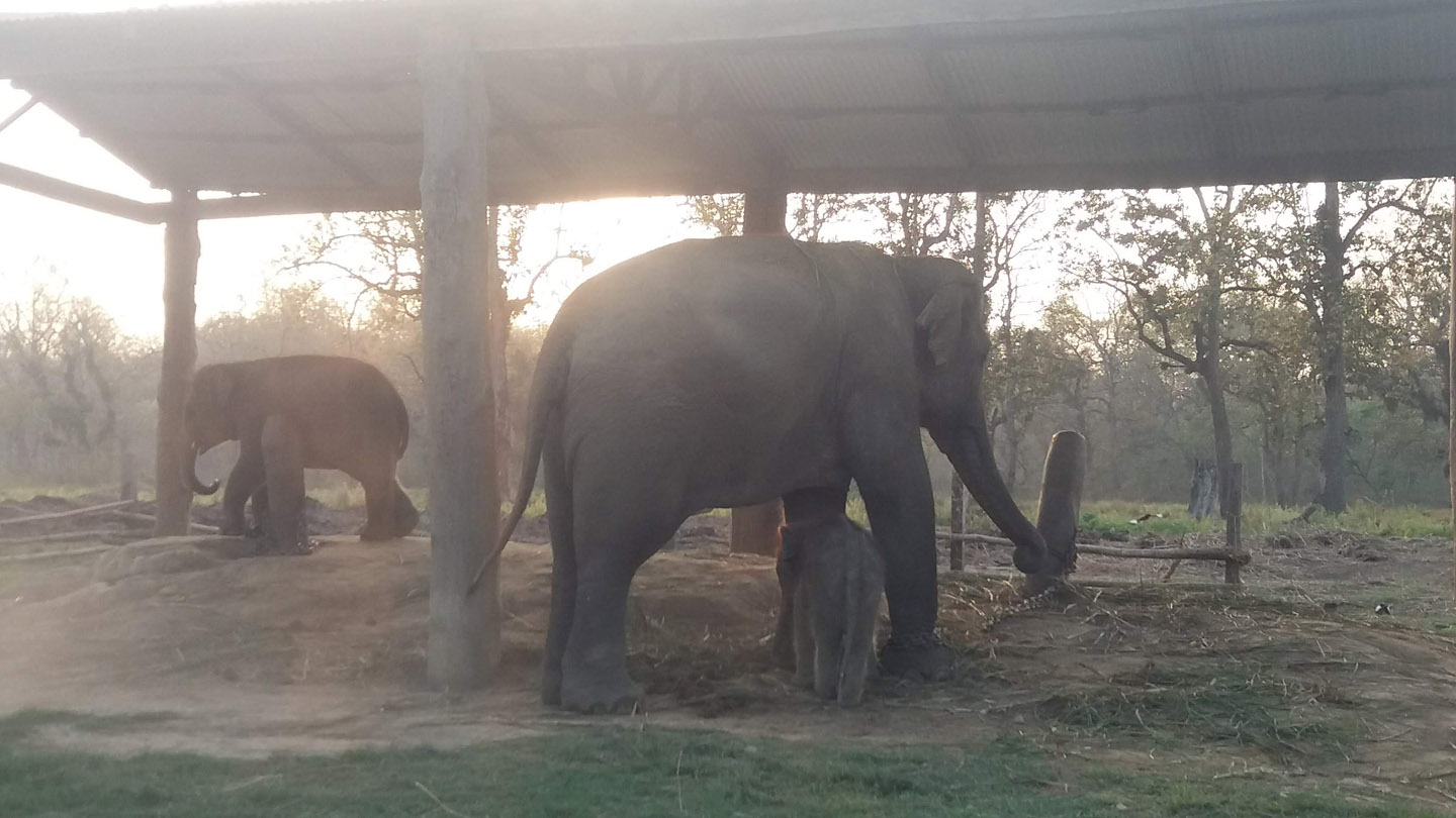 Chitwan Elephant Breeding Center