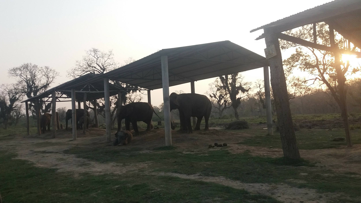 Chitwan Elephant Breeding Center