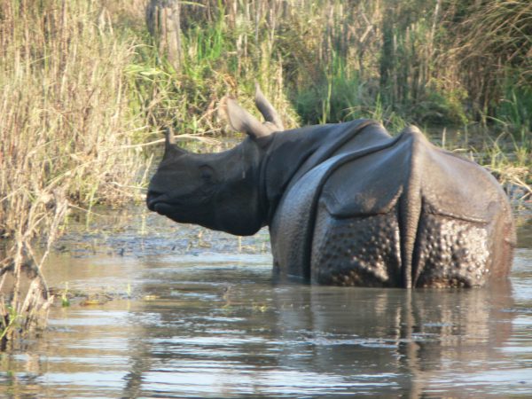 One horned Rhinoceros in Chitwan National Park