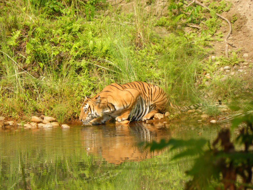 Tiger in Bardiya National Park
