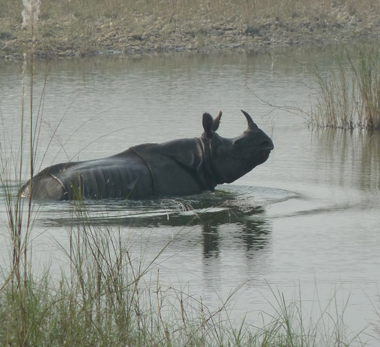 Bardiya Jungle Safari