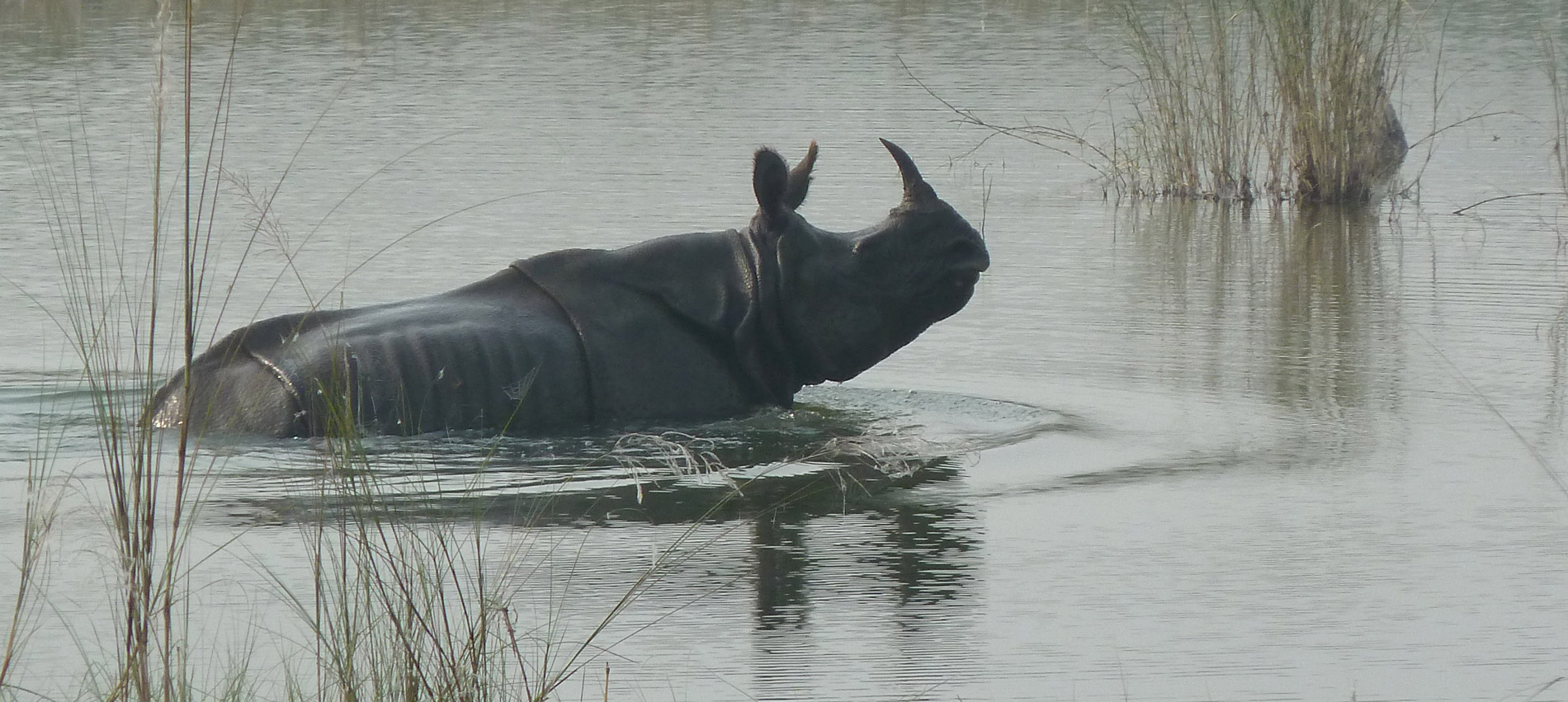 Bardiya Jungle Safari