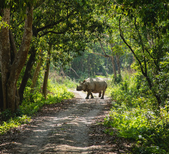 Chitwan Jungle Safari