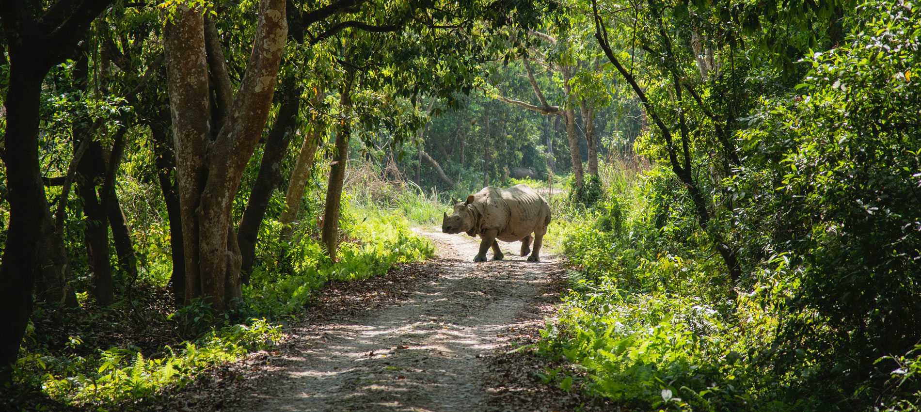 Chitwan Jungle Safari