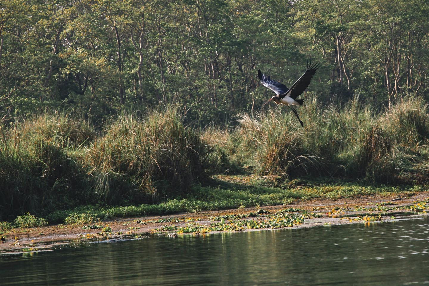 Bird watching in Chitwan National Park