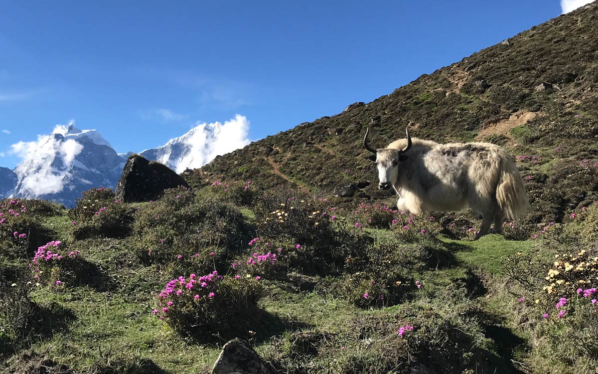 Blooming flowers with Yak