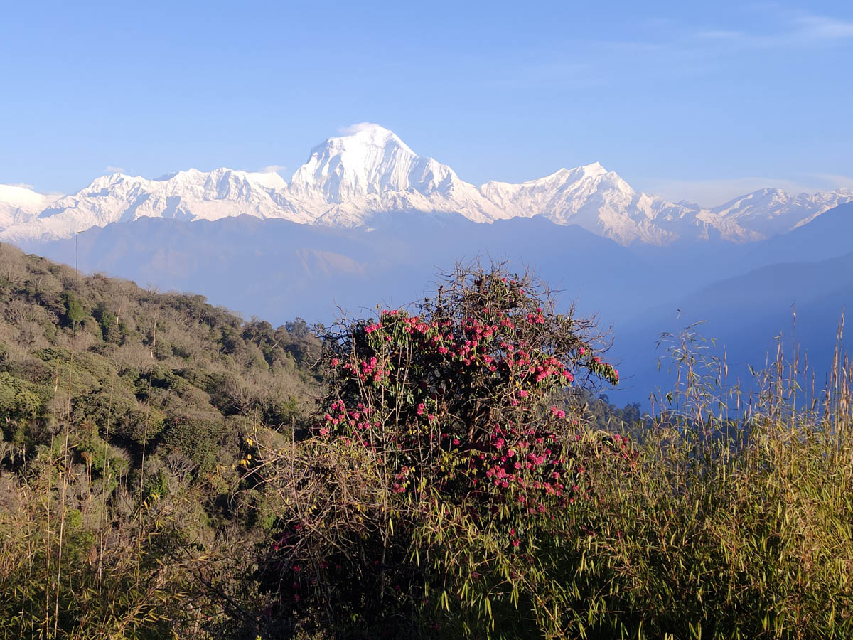 Mt. Dhaulagiri seen from Poon Hill with Rhododendron
