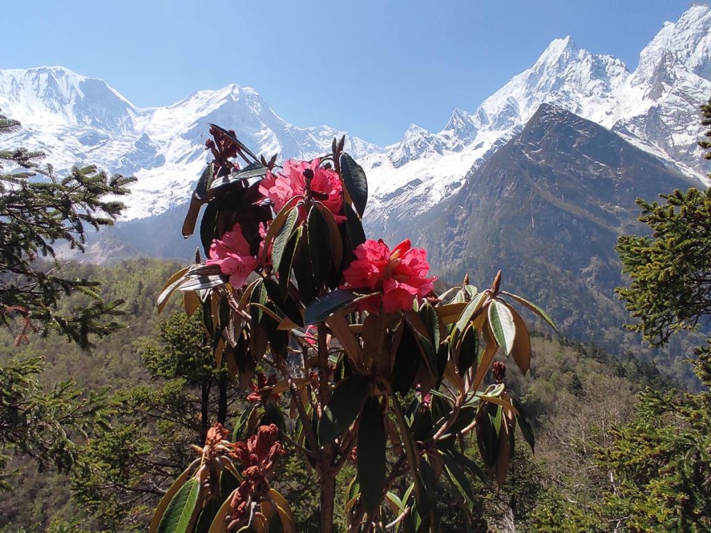 Blooming Rhododendron flower with Phungi Himal, Manaslu Circuit