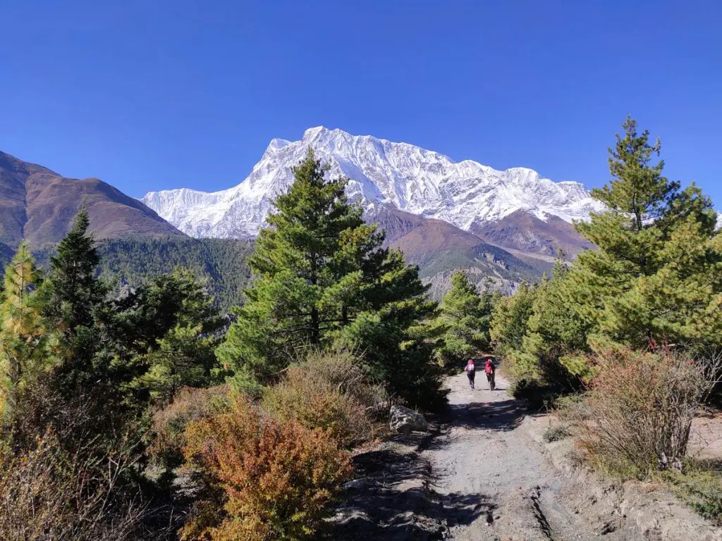 Conservation Areas of Nepal 4 Annapurna Circuit trail on the way to Manang from Ngawal