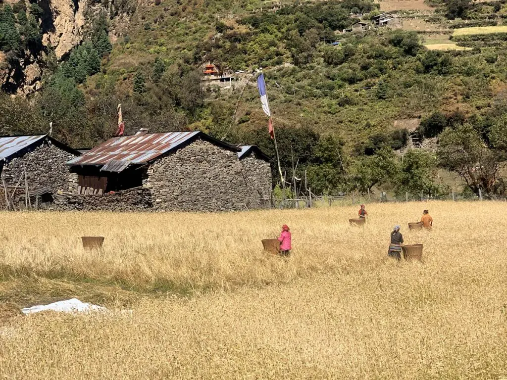 Conservation Areas of Nepal 6 Villagers harvesting Barley in Sho Village, Manaslu Circuit