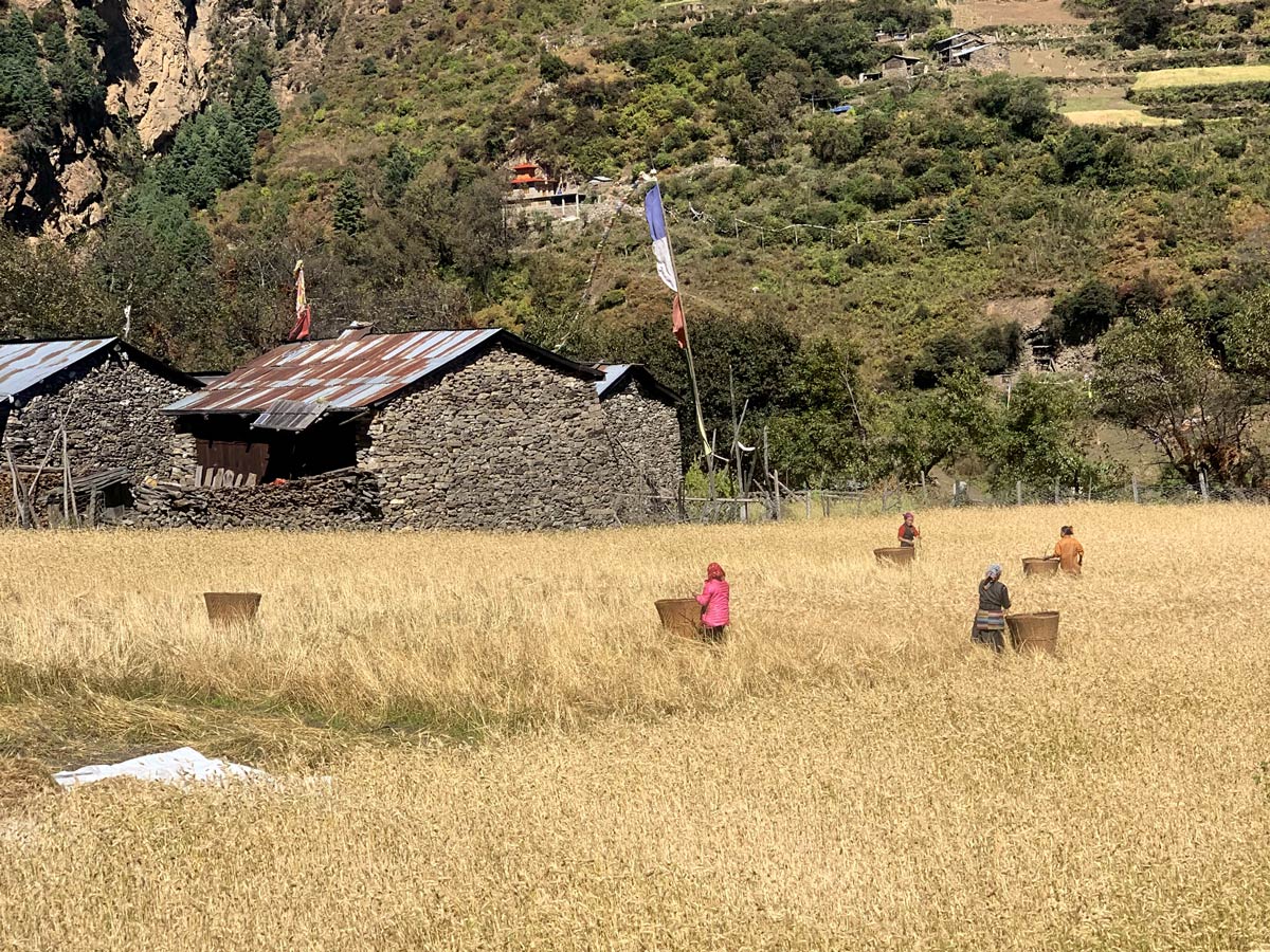 Villagers harvesting Barley in Sho Village, Manaslu Circuit