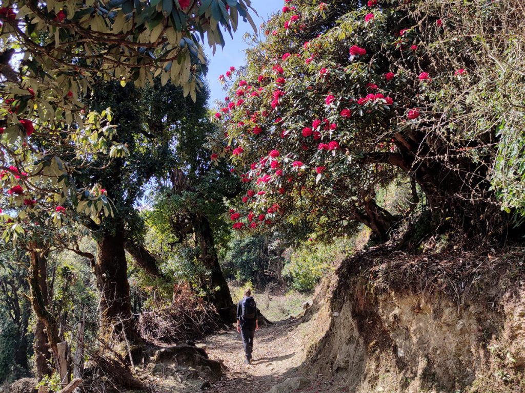 Traversing the Annapurna trails amidst breathtaking rhododendron blooms.