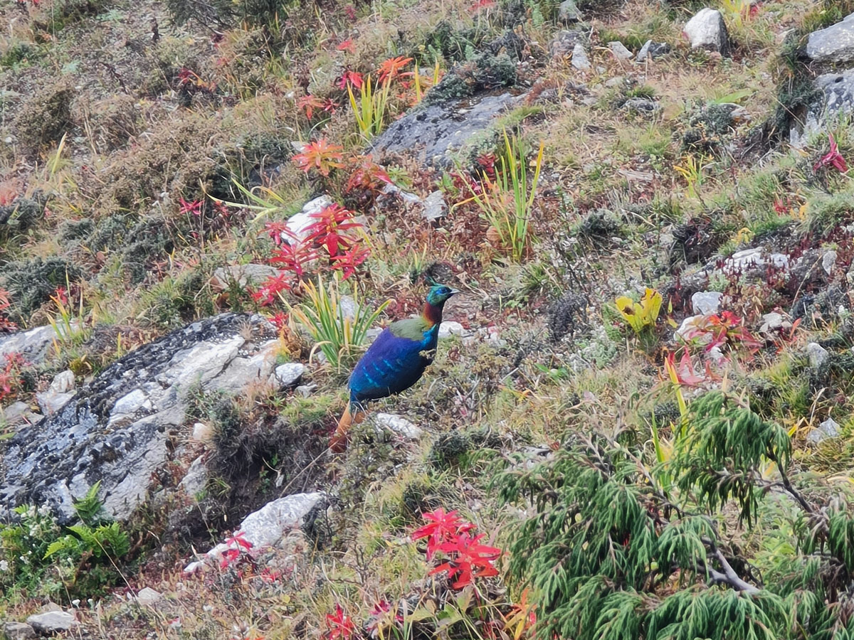 Sagarmatha National Park 5 Himalayan Monal (Danphe)