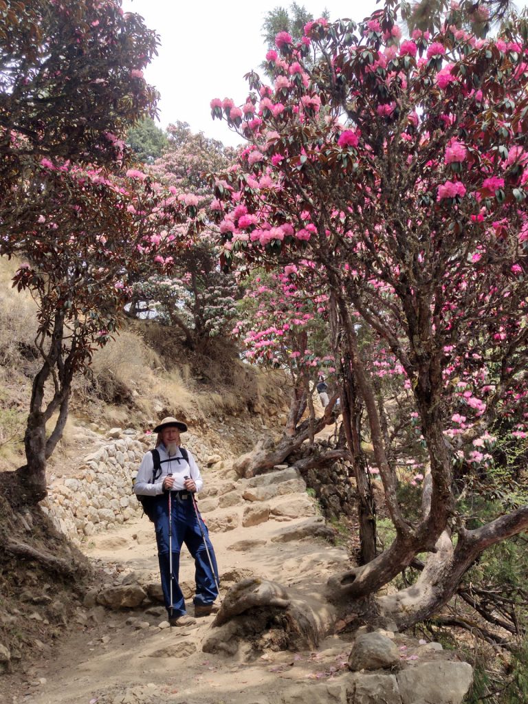 A trekker poses amidst the vibrant rhododendron bloom along the EBC trail