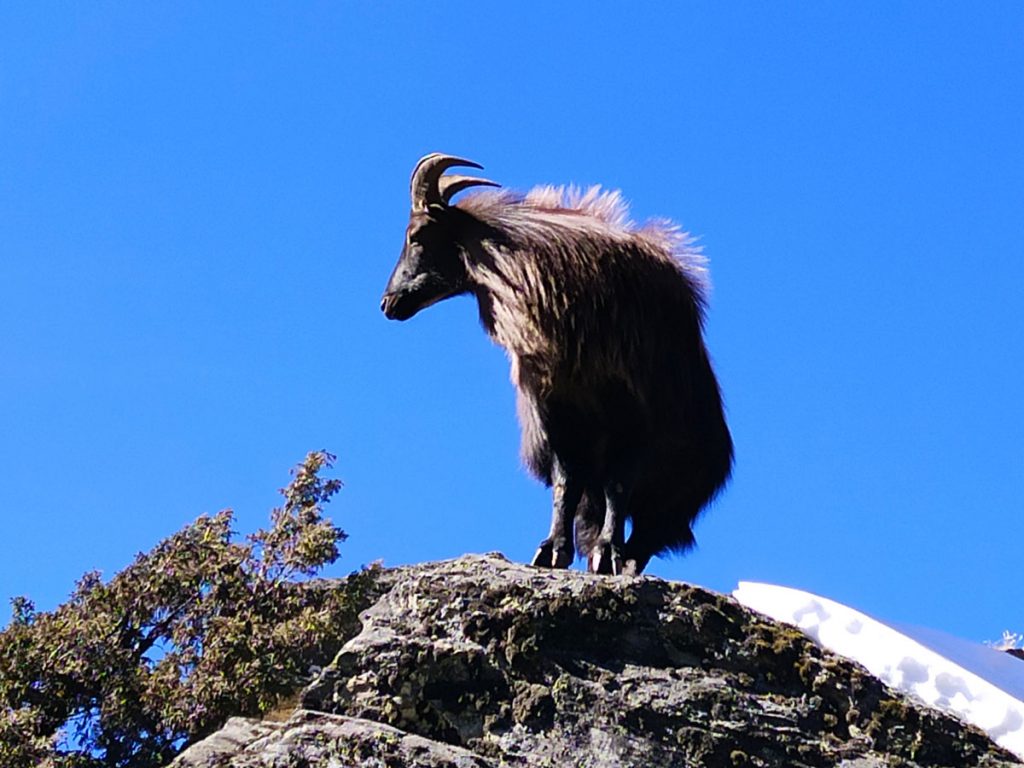 A Himalayan Tahr in Sagarmatha National Park