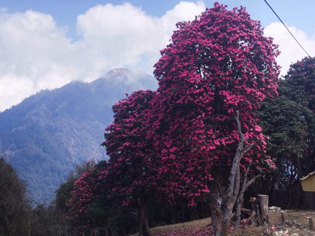 ibrant rhododendron blooms add a splash of color to the Annapurna Circuit trek.