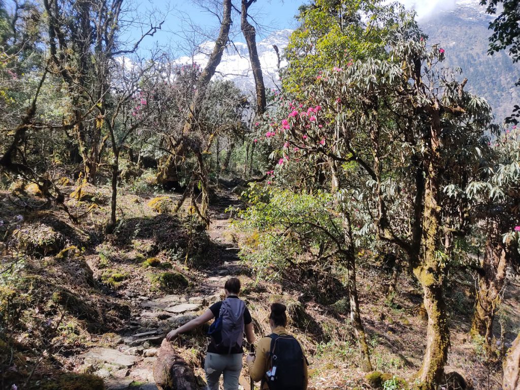 Blooming rhododendron flowers along the Annapurna Circuit trail