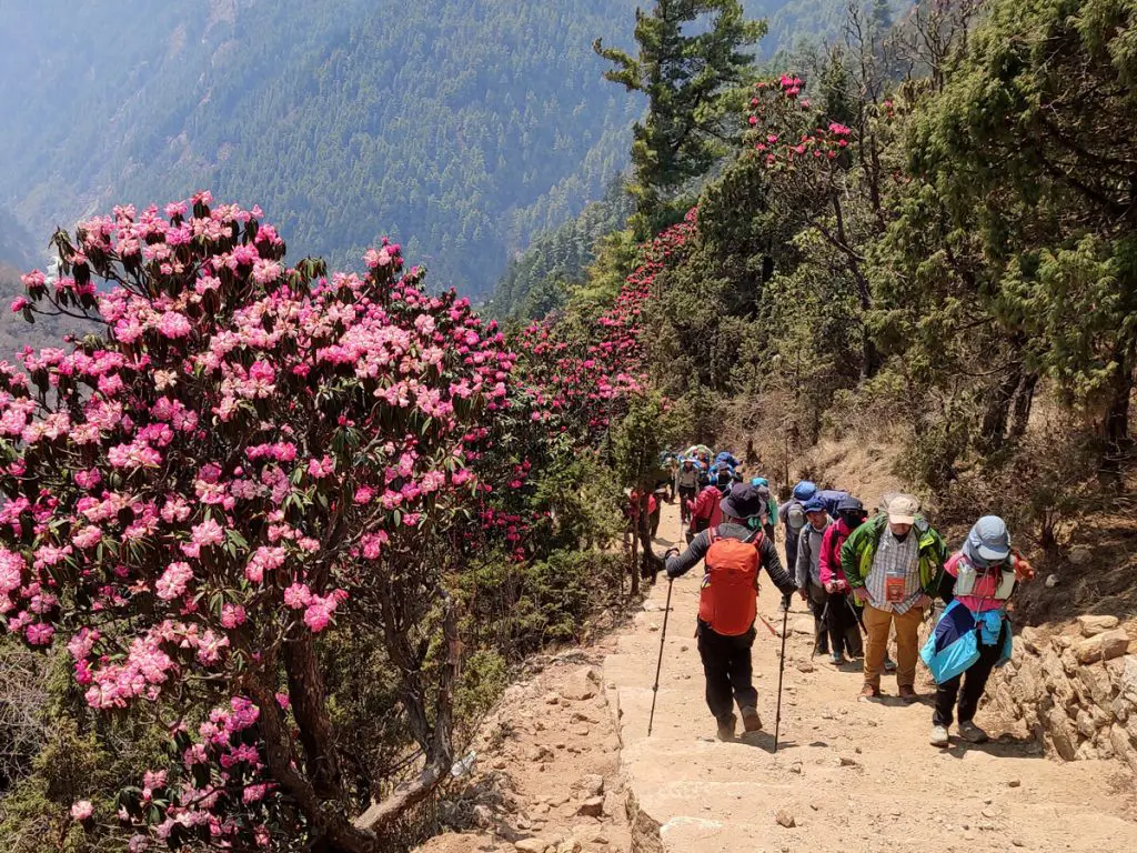 Everest Base Camp Trek with Kids: A Family Adventure 9 Blooming Rhododendrons during Spring
