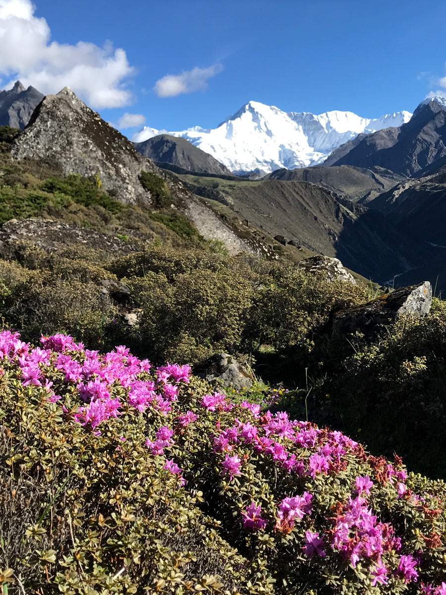 Blooming wildflowers along the Gokyo trek route