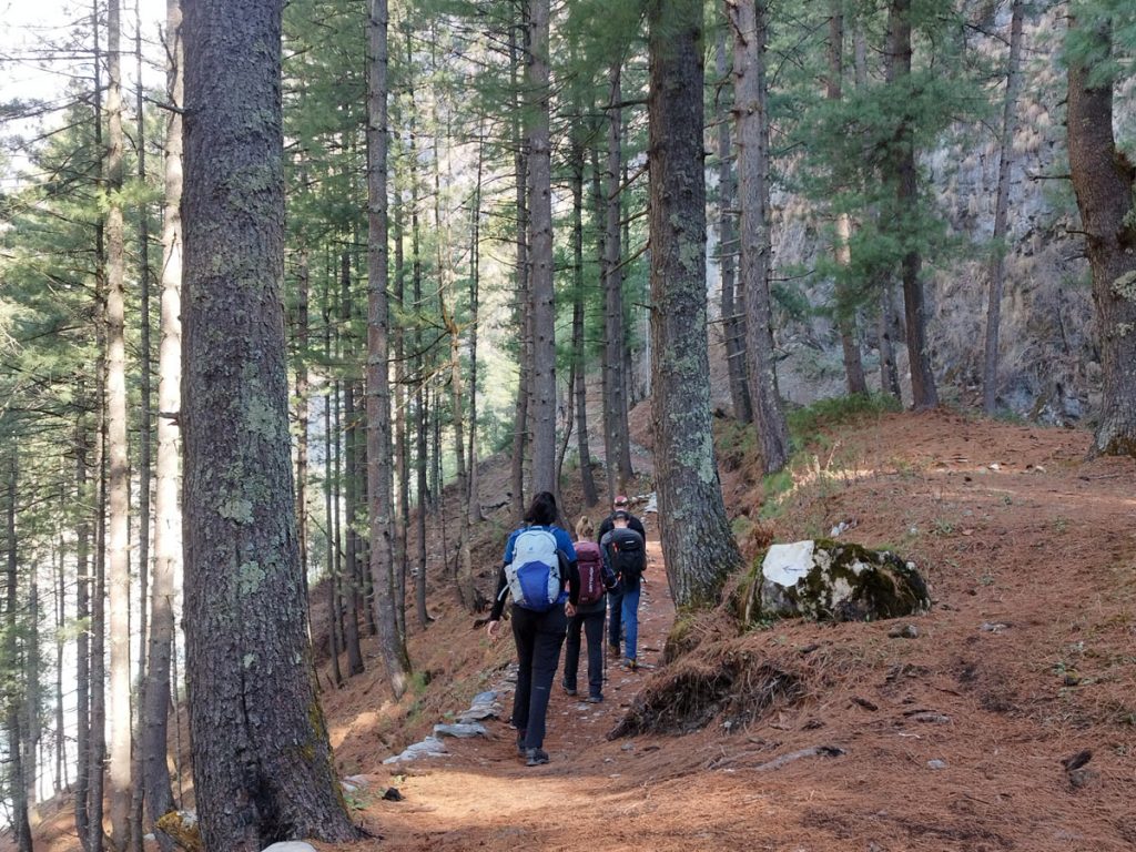 Trail to Upper Pisang thorough the pine forest