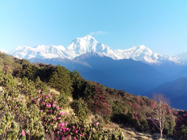 Blooming rhododendrons frame the stunning Mount Dhaulagiri at Poon Hill