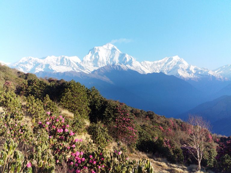 Blooming rhododendrons frame the stunning Mount Dhaulagiri at Poon Hill