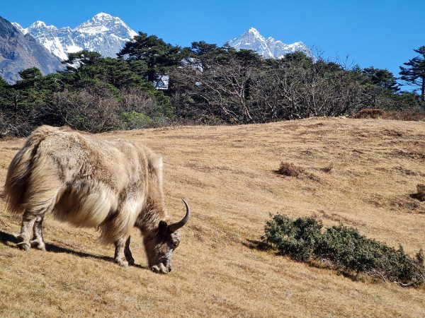 A yak grazes peacefully with Mount Everest standing tall in the background
