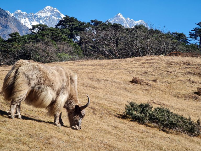 A yak grazes peacefully with Mount Everest standing tall in the background