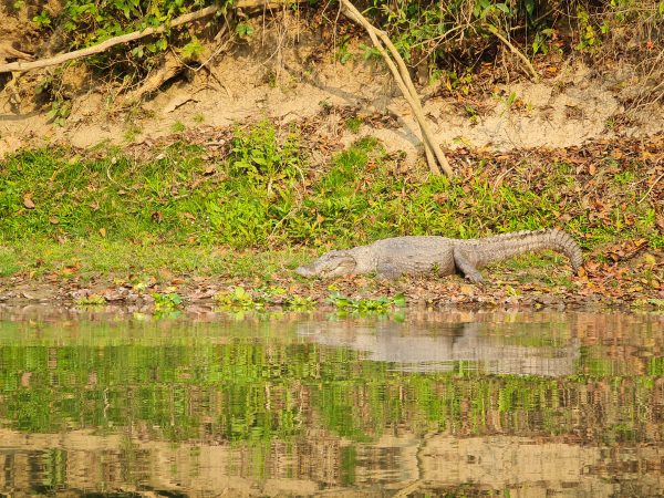 Alligator spotted during Chitwan Jungle Safari