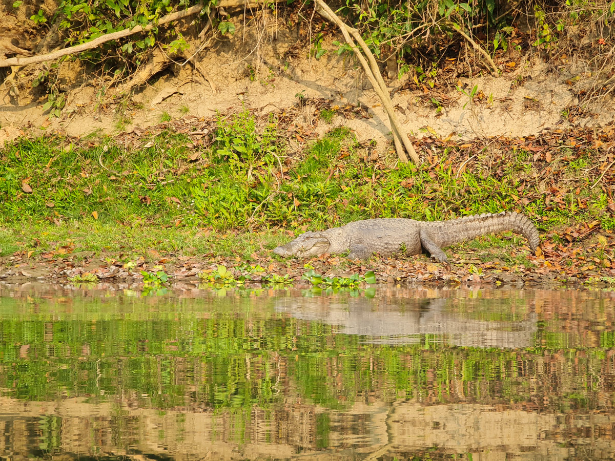 Chitwan Jungle Safari