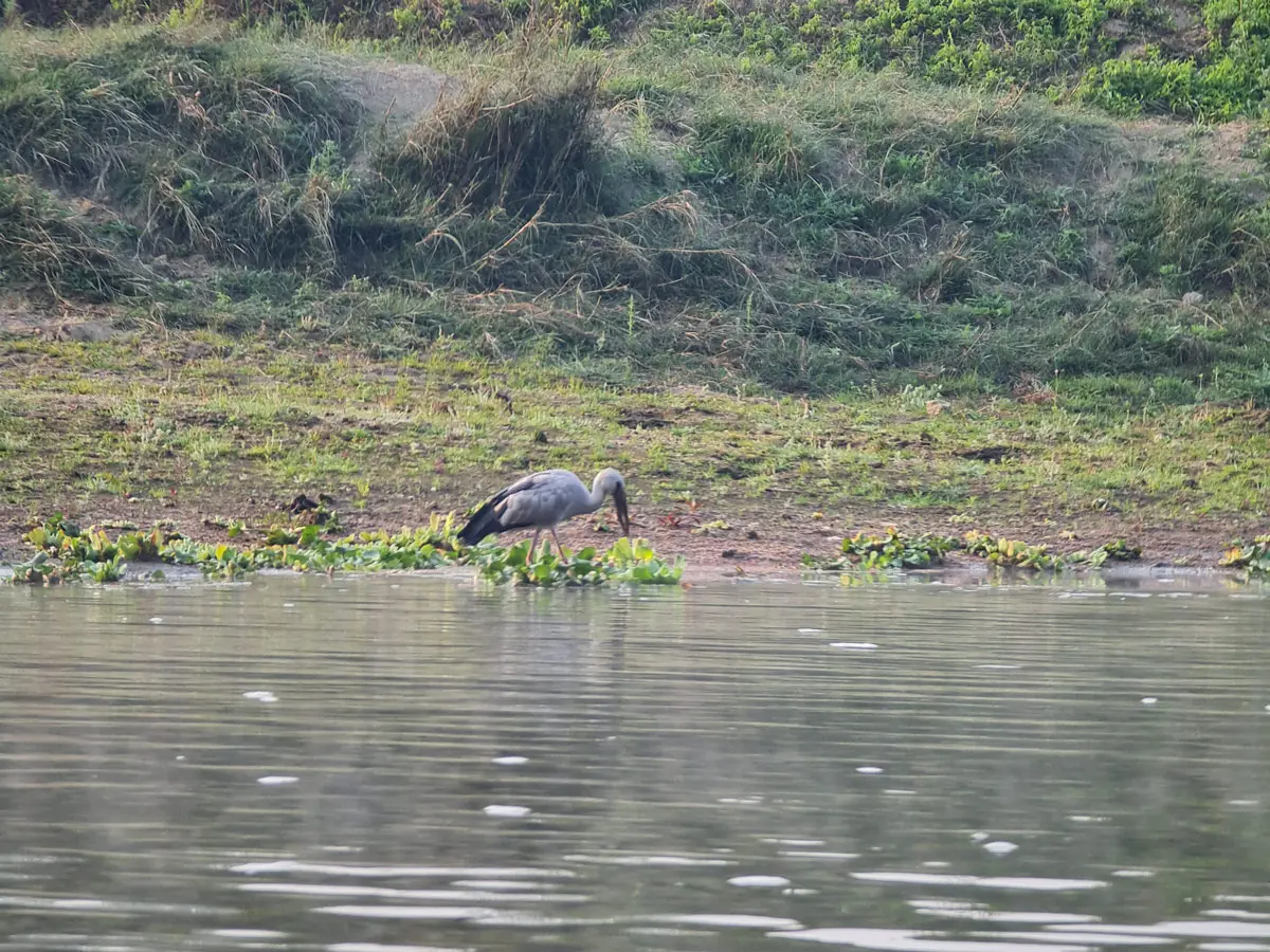 Asian Openbill spotted in Chitwan National Park