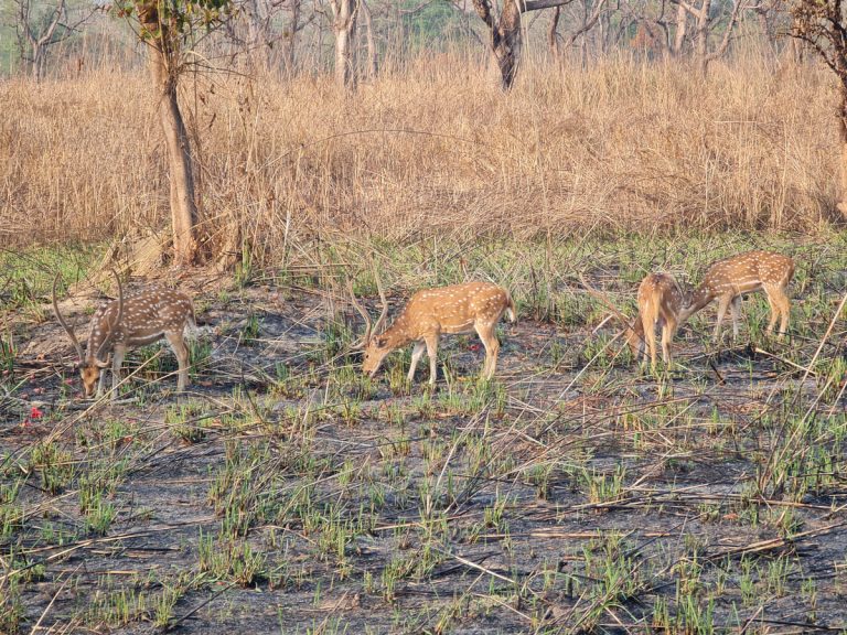Deers grazing in Chitwan National Park