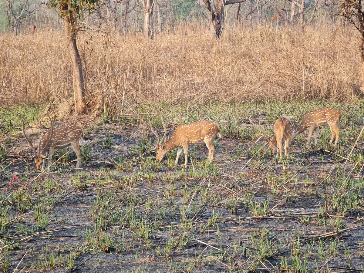 Deers grazing in Chitwan National Park