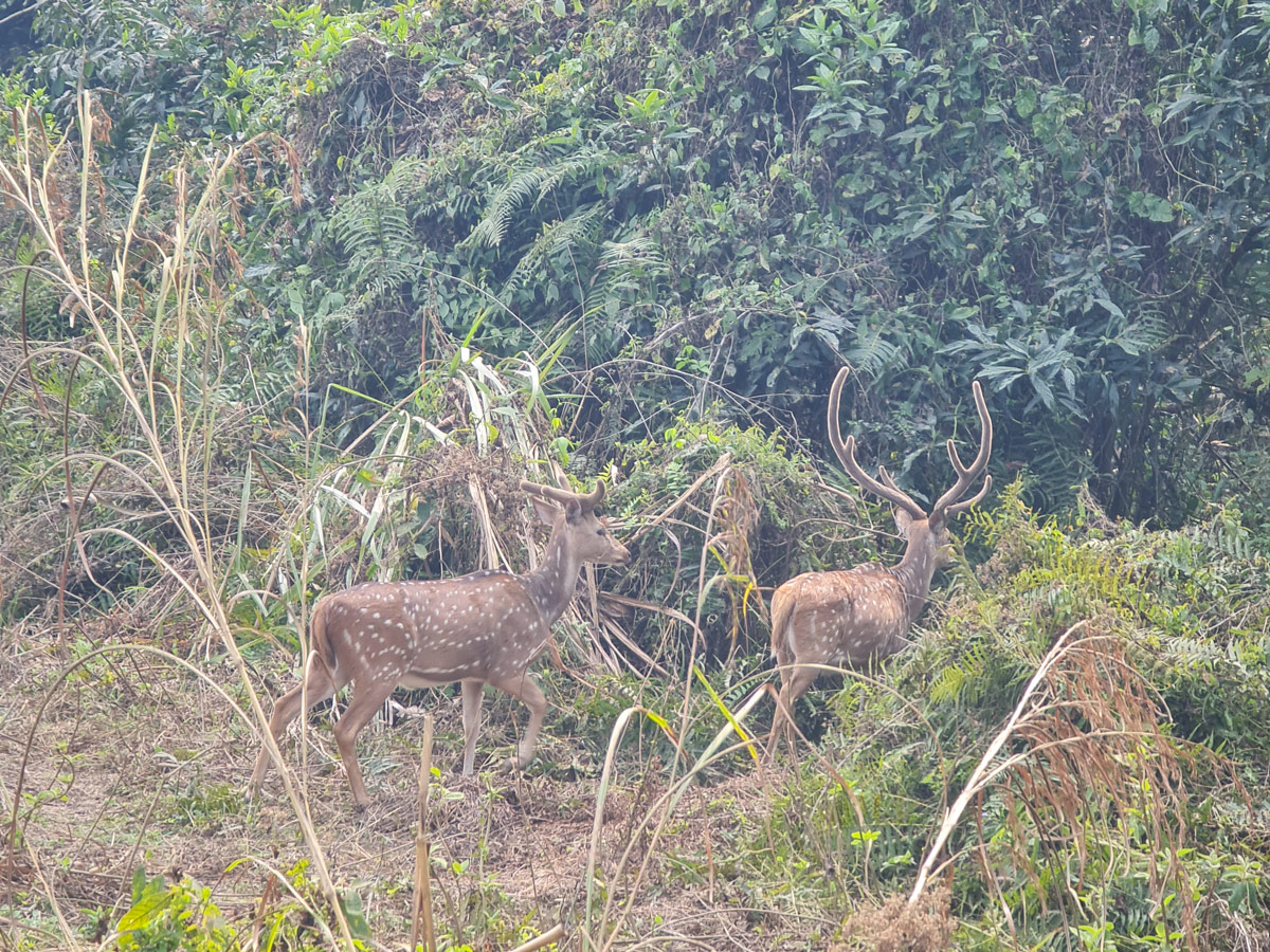 Deers spotted during Chitwan Jungle Safari