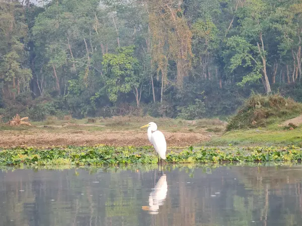 Great Egret bird spotted in Chitwan Jungle Safari