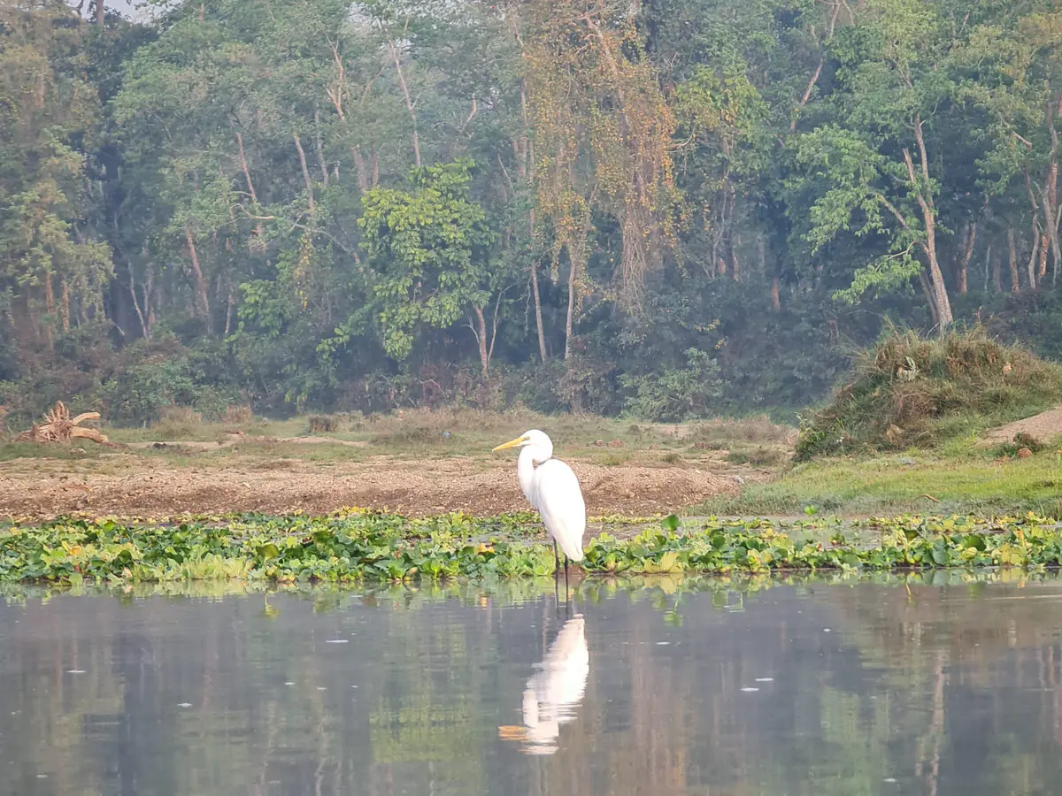 Great Egret bird spotted in Chitwan Jungle Safari