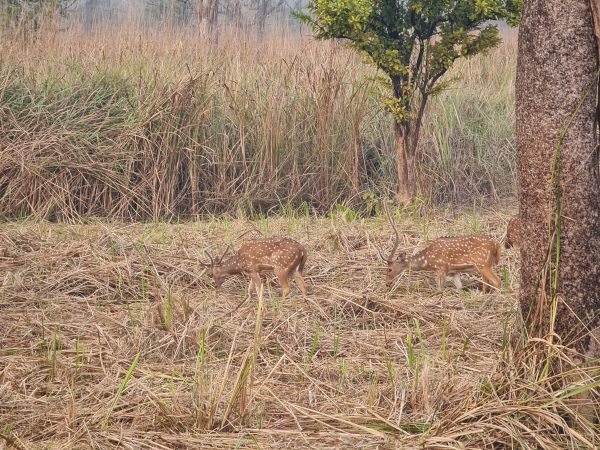Male deers spotted during Chitwan Jungle Safari