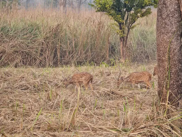 Male deers spotted during Chitwan Jungle Safari