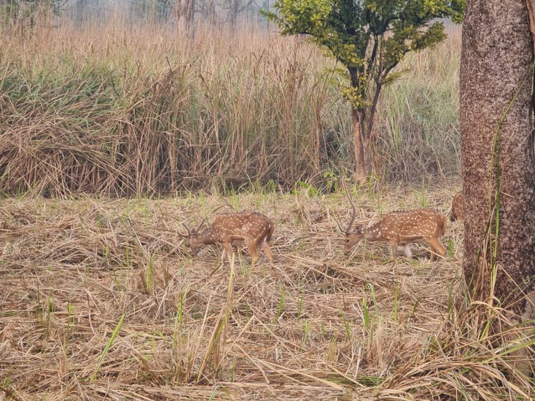 Male deers spotted during Chitwan Jungle Safari