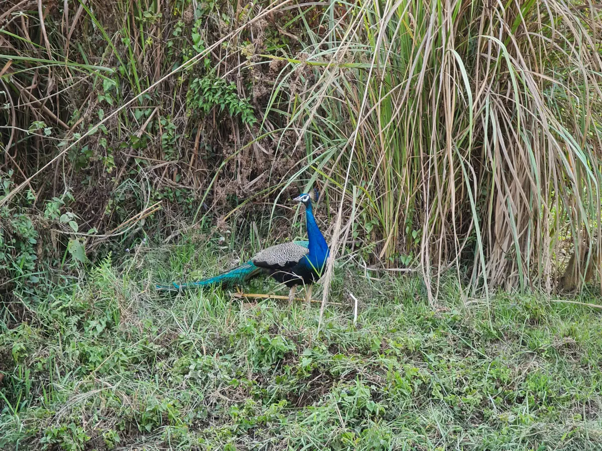 Peacock spotted in Chitwan National Park