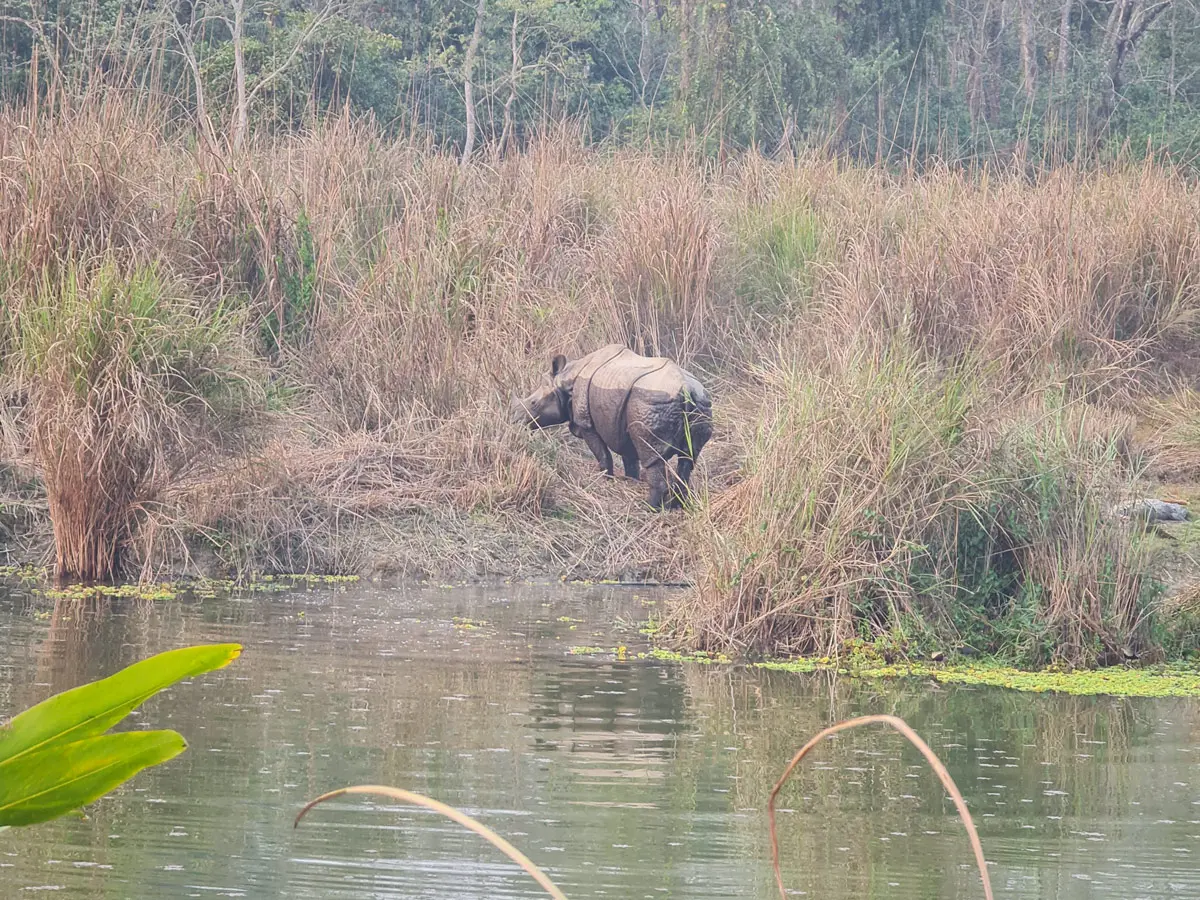 Rhinos grazing in Chitwan National Park